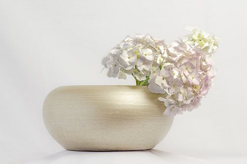 Hortensia symphonie