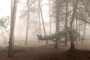 Nebel in den Drentse Wäldern