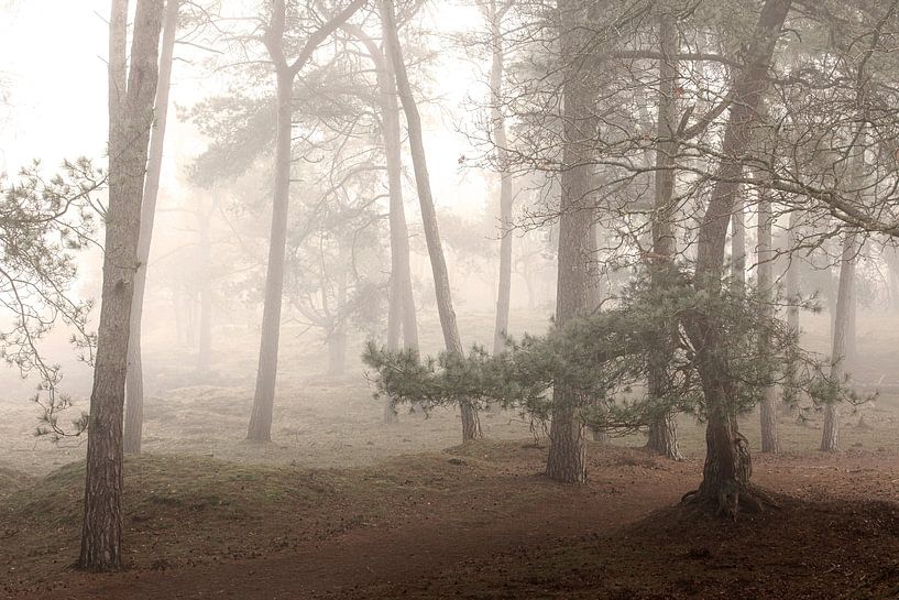 Brouillard dans les forêts de Drentse par P Kuipers