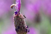 Insekt paars van Jorick Janssen thumbnail