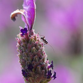 Insekt paars by Jorick Janssen