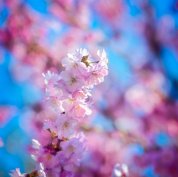 Pink flowers of an ornamental cherry by ManfredFotos