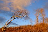 Wind chaser in the evening sun by Ostsee Bilder thumbnail