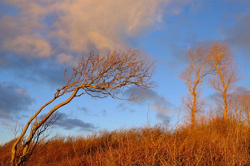 Windjager in de avondzon