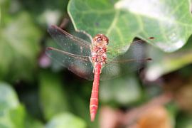 Libelle op blad von Marfa
