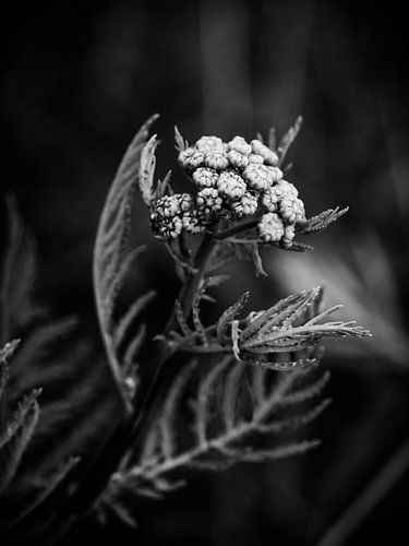 Von der Natur geschaffen