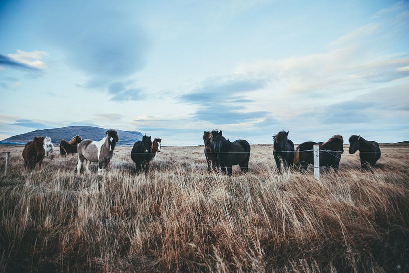 Horses public in Iceland by Timewall by Fay