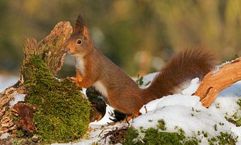 Écureuil dans la neige
