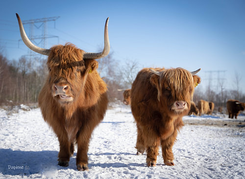 Scottish Highlanders