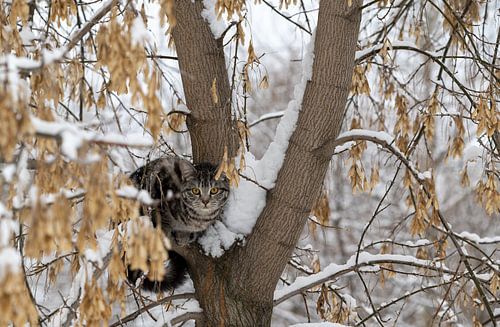Cat in the tree