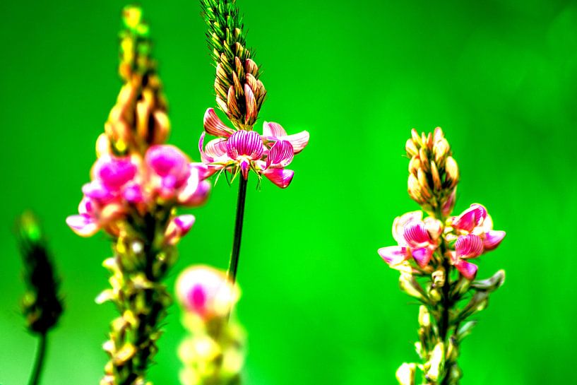 Flora : Natur genießen von Photoart-Naegele