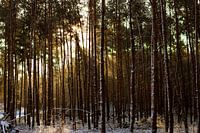 Winter forest