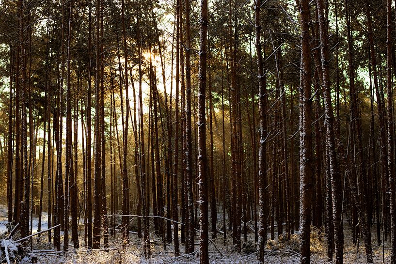 Winter forest by Justin Smits