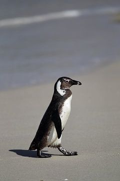 Jackass Penguin (Spheniscus demersus) van Dirk Rüter