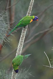 Rainbow Lorikeet, Queensland, Australia
