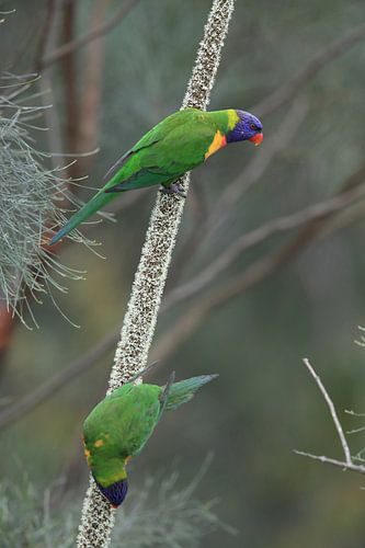 Regenboogparkiet, Queensland, Australië