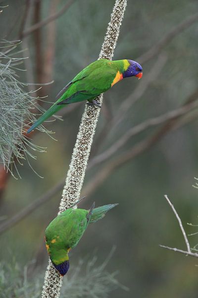 Rainbow Lorikeet, Queensland, Australie par Frank Fichtmüller