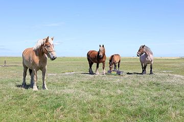 Paarden