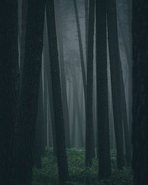 Forêt sombre sur Jakub Wencek