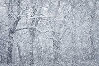 Capillaries