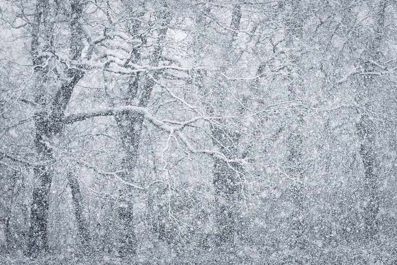 Haarvaten van Richard Kalkman fotografie