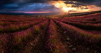 Zonsondergang lavendel veld Zuid-Frankrijk van Martijn van Steenbergen thumbnail