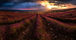 Zonsondergang lavendel veld Zuid-Frankrijk van Martijn van Steenbergen