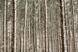 Speulderbos, Gelderland, Bäume, Winter, Natur. von Robinotof