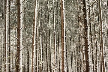 Speulderbos, Gelderland, Bomen, winter, Natuur. van Robinotof