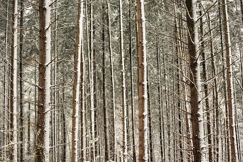 Speulderbos, Gelderland, Trees, winter, Nature.