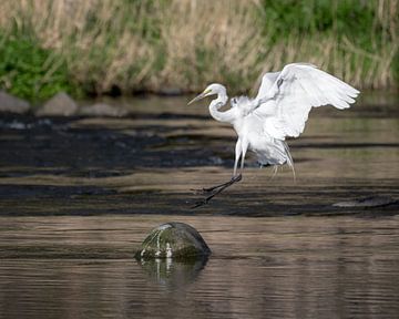 Weißer Reiher landet auf einem Stein im Fluss