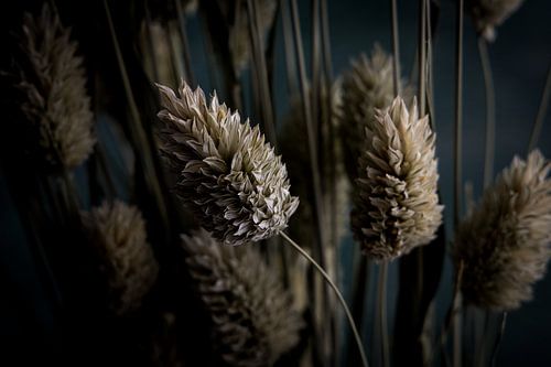Canary grass - horizontal