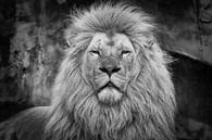 Lion mâle en noir et blanc par Dennis Schaefer Aperçu