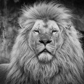 Male lion in black and white by Dennis Schaefer