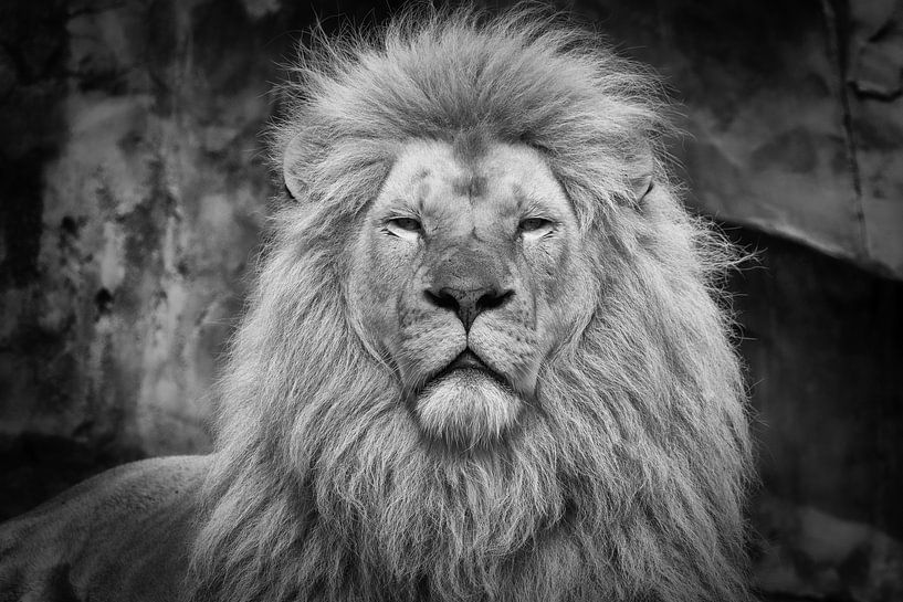 Lion mâle en noir et blanc par Dennis Schaefer