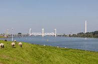 botlek bridge by Joop Kalshoven thumbnail