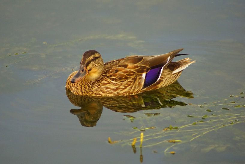 Stockente im Wasser von Babetts Bildergalerie