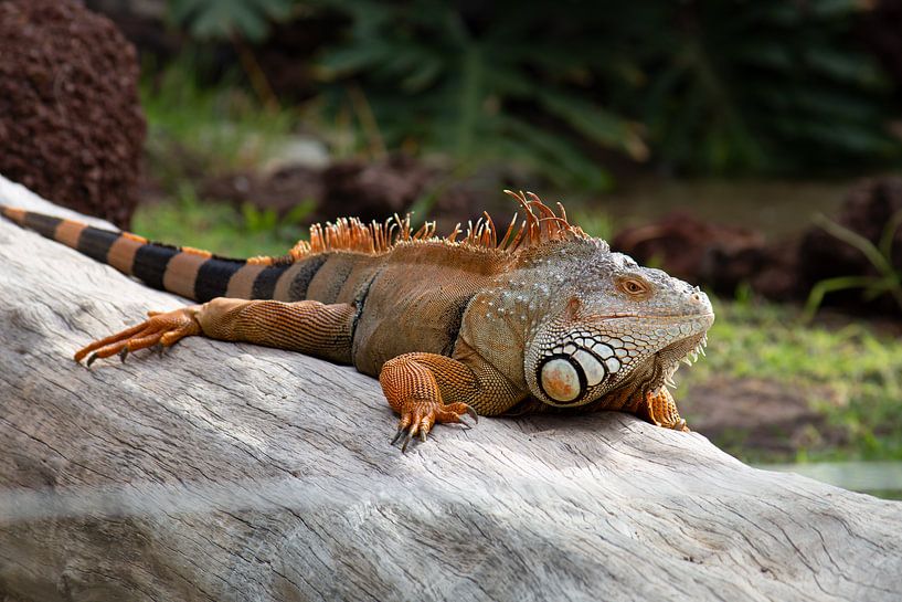 Cameleon by Jeannette Fotografie