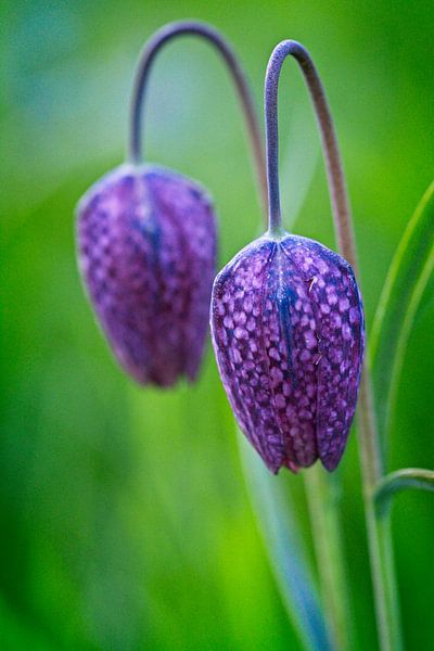 Lapwing Couple by AudFocus - Audrey van der Hoorn