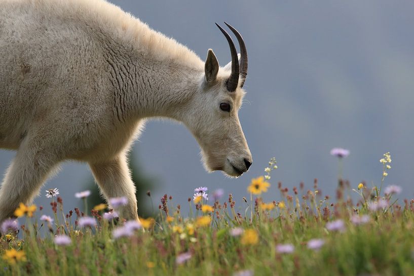 Snow goat (Oreamnos americanus), Glacier National Park, Montana, Rocky Mountains,USA by Frank Fichtmüller