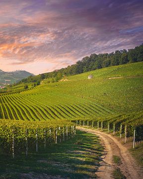 Langhe wijngaarden, landelijke weg in Barolo. Italië