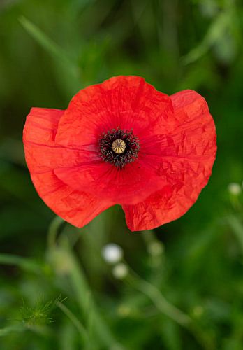 De rode klaproos in het mooie groen van de natuur.