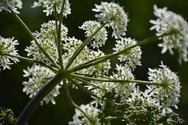 hogweed Zeijen by Henriette Tischler van Sleen