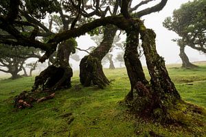 Lauriers ancestraux dans la forêt de Fanal, Madère sur ViaMapia