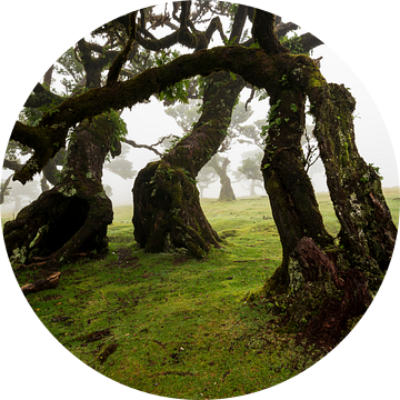 Oude laurierbomen in het Fanal bos, Madeira van ViaMapia