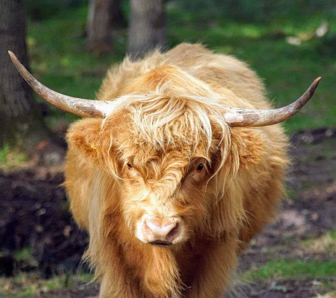 Scottish Highlander by Marijke Kuilder