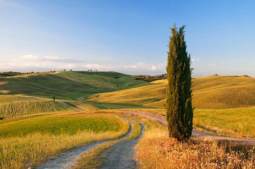 Paysage toscan avec des cyprès, Toscane, Italie