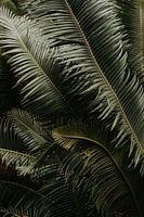 Photographie | Voyage | Lisbonne | Jardin botanique