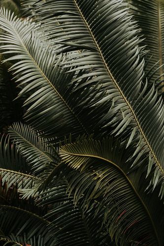 Fotografie | Reisen | Lissabon | Botanischer Garten