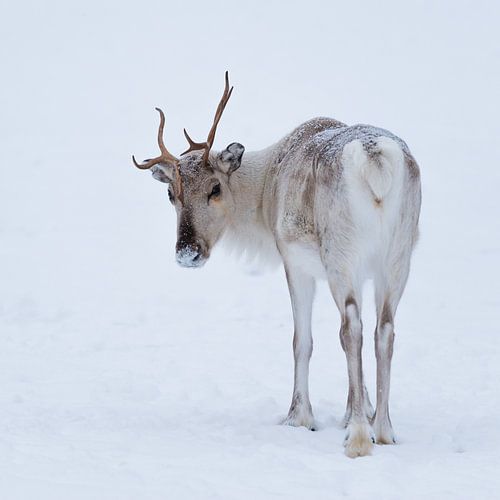 Rendieren in de sneeuw